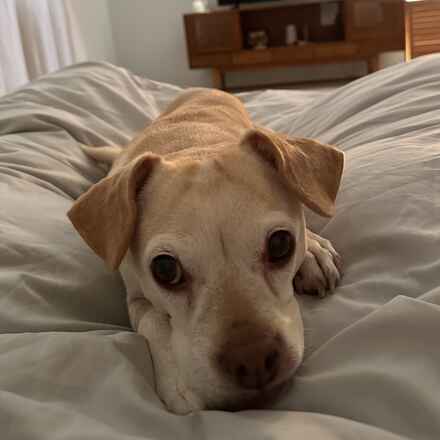 Delilah