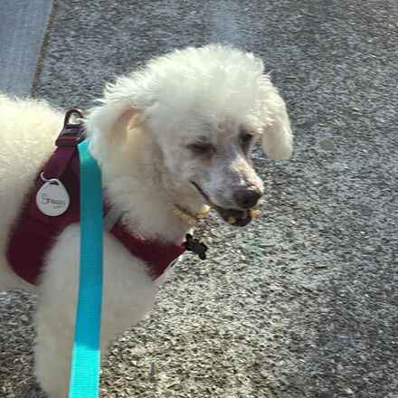 Shaggy