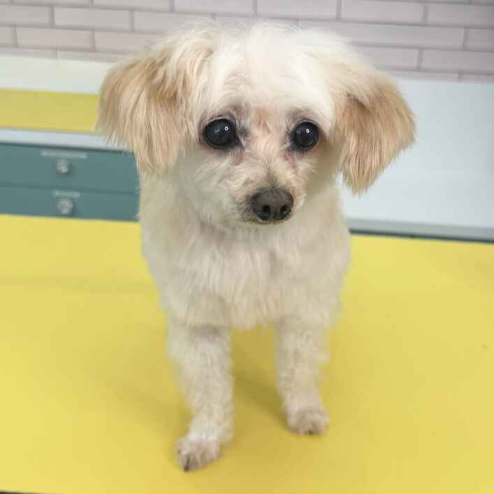 Maltese