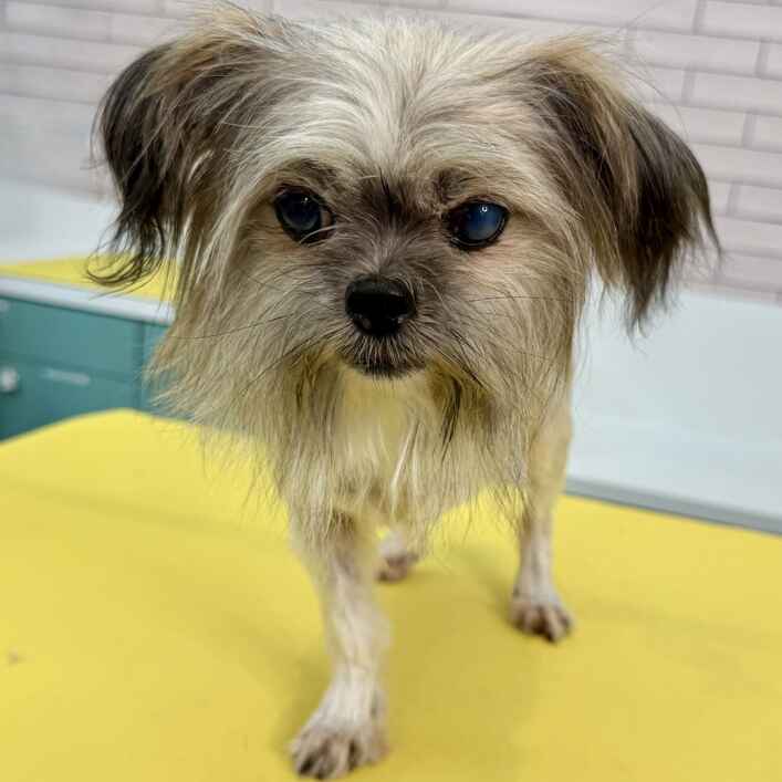 Shih Tzu