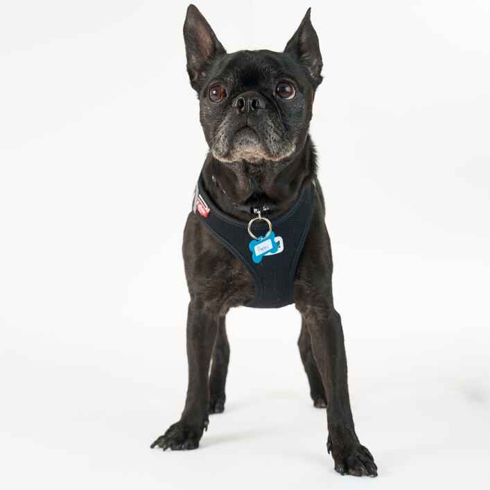 Pug