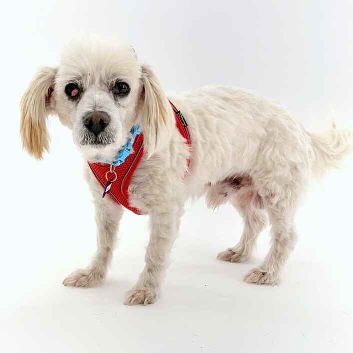 Poodle