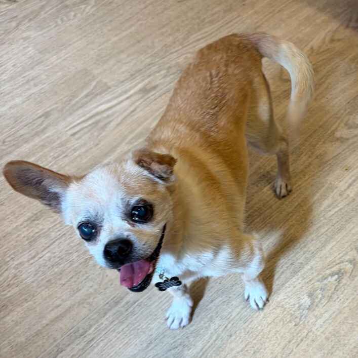 Pug