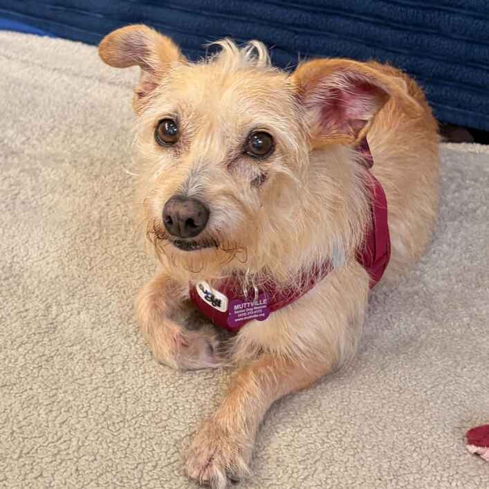 Buffy - Terrier for adoption in California
