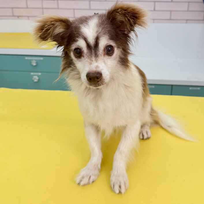 Terrier