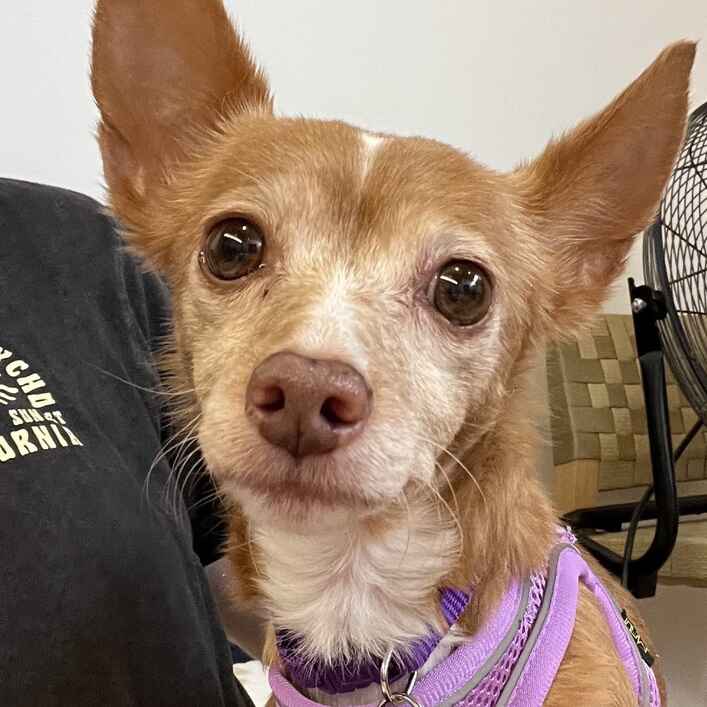Chihuahua