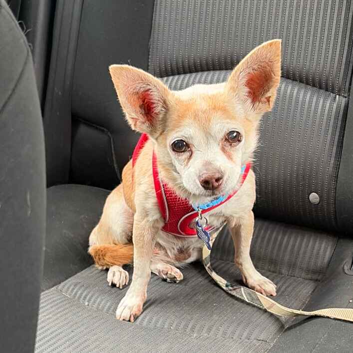 Fright - Chihuahua for adoption in California