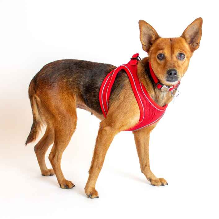 Terrier