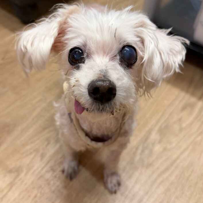 Poodle