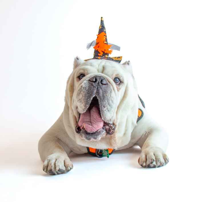Bulldog