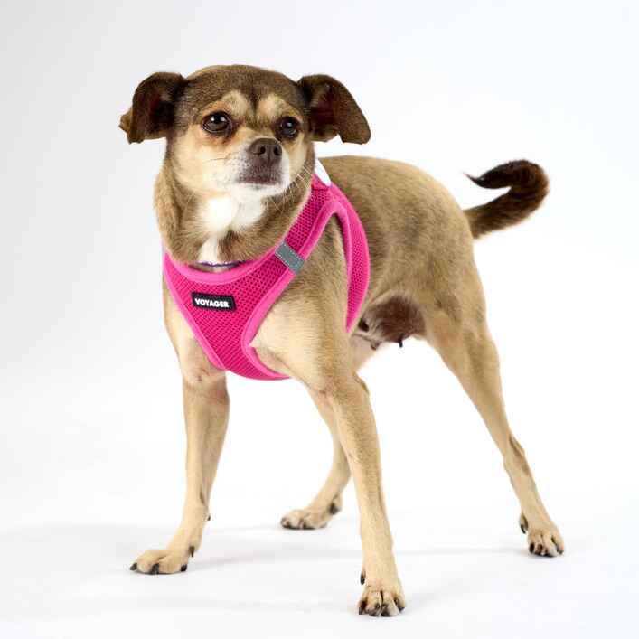 Winifred