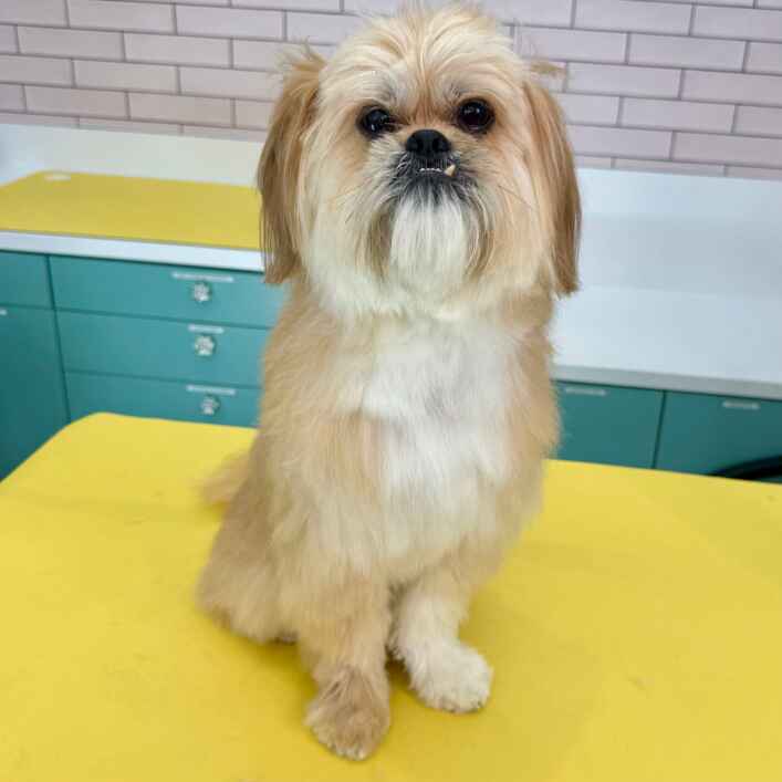 Eddie - Affenpinscher for adoption in California