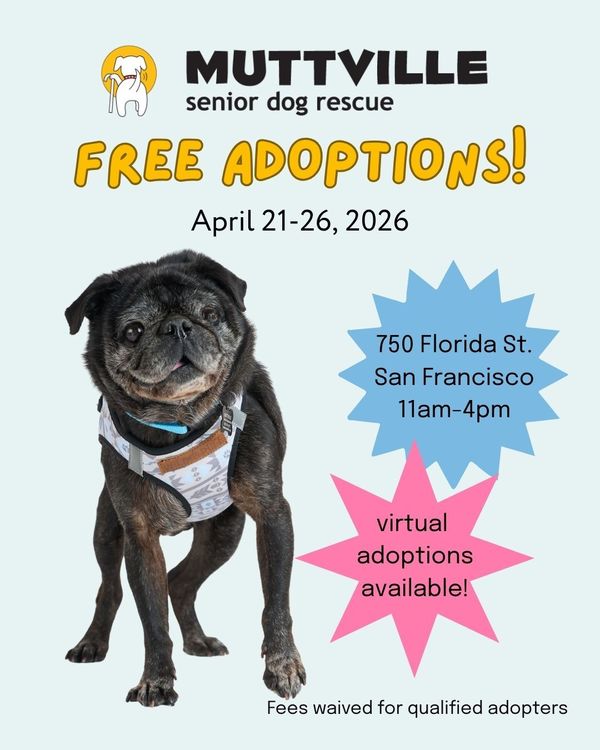 Free Adoptions at Muttville