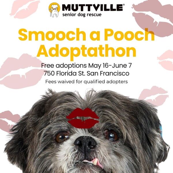 Smooch a Pooch Adoption Event at Muttville HQ
