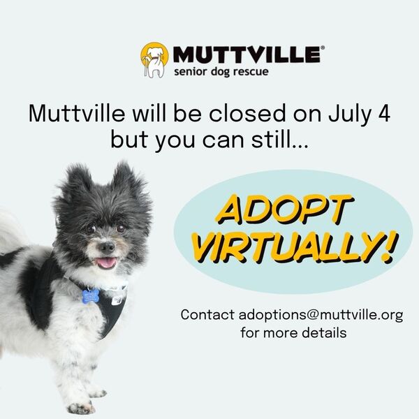 Adopt Virtually!