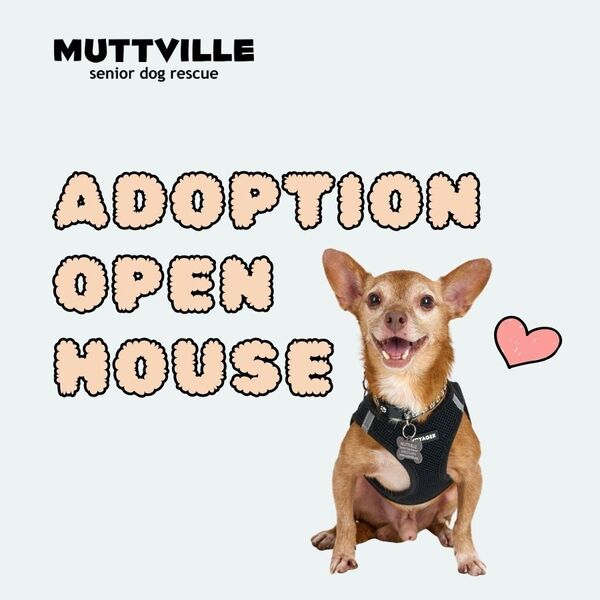 Adoptions at Muttville HQ