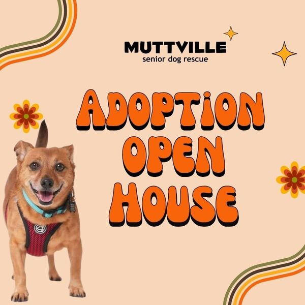 Adoptions at Muttville HQ