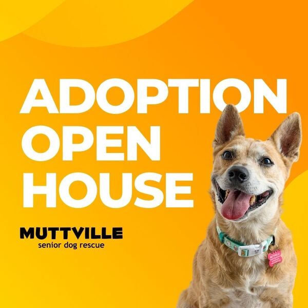 Adoptions at Muttville HQ