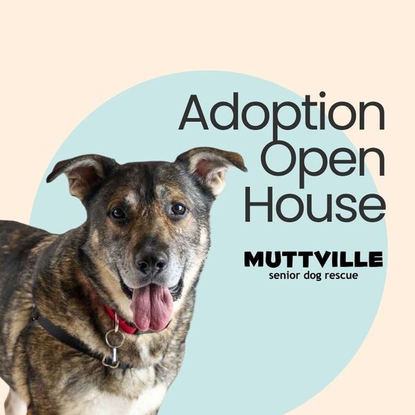Adoptions at Muttville HQ