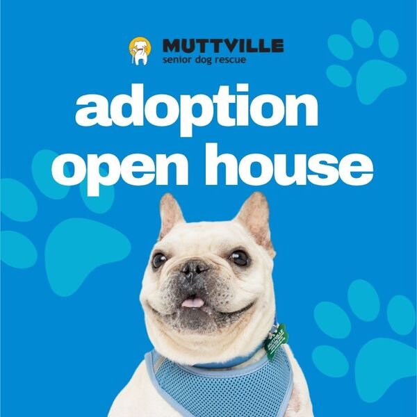 Adoptions at Muttville HQ