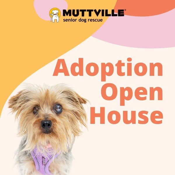 Adoptions at Muttville HQ
