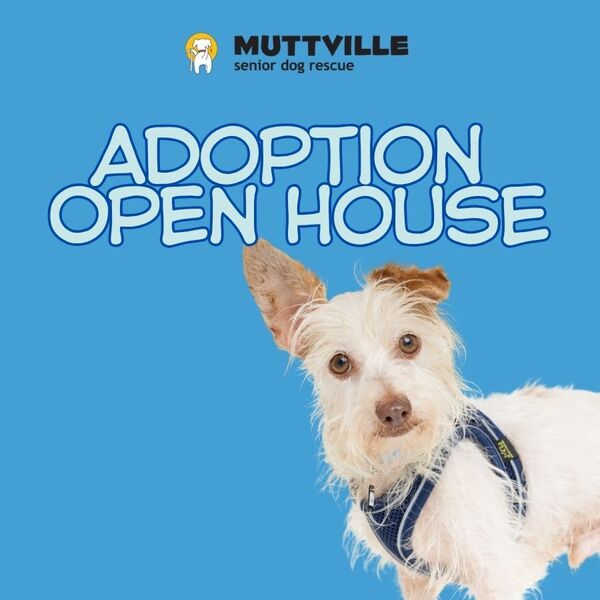 Adoptions at Muttville HQ